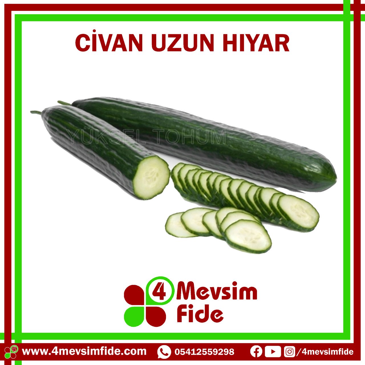 Civan Uzun Hıyar Tohumu 500 Adet