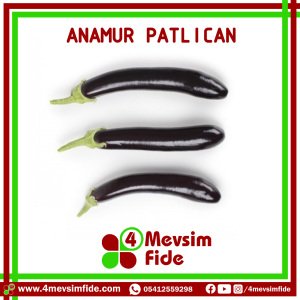 Hobi Patlıcan Fidesi Anamur F1
