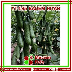 Hobi Hıyar Çengelköy YT-195 F1 Badem Hıyar Fidesi