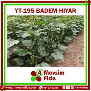 Hobi Hıyar Çengelköy YT-195 F1 Badem Hıyar Fidesi