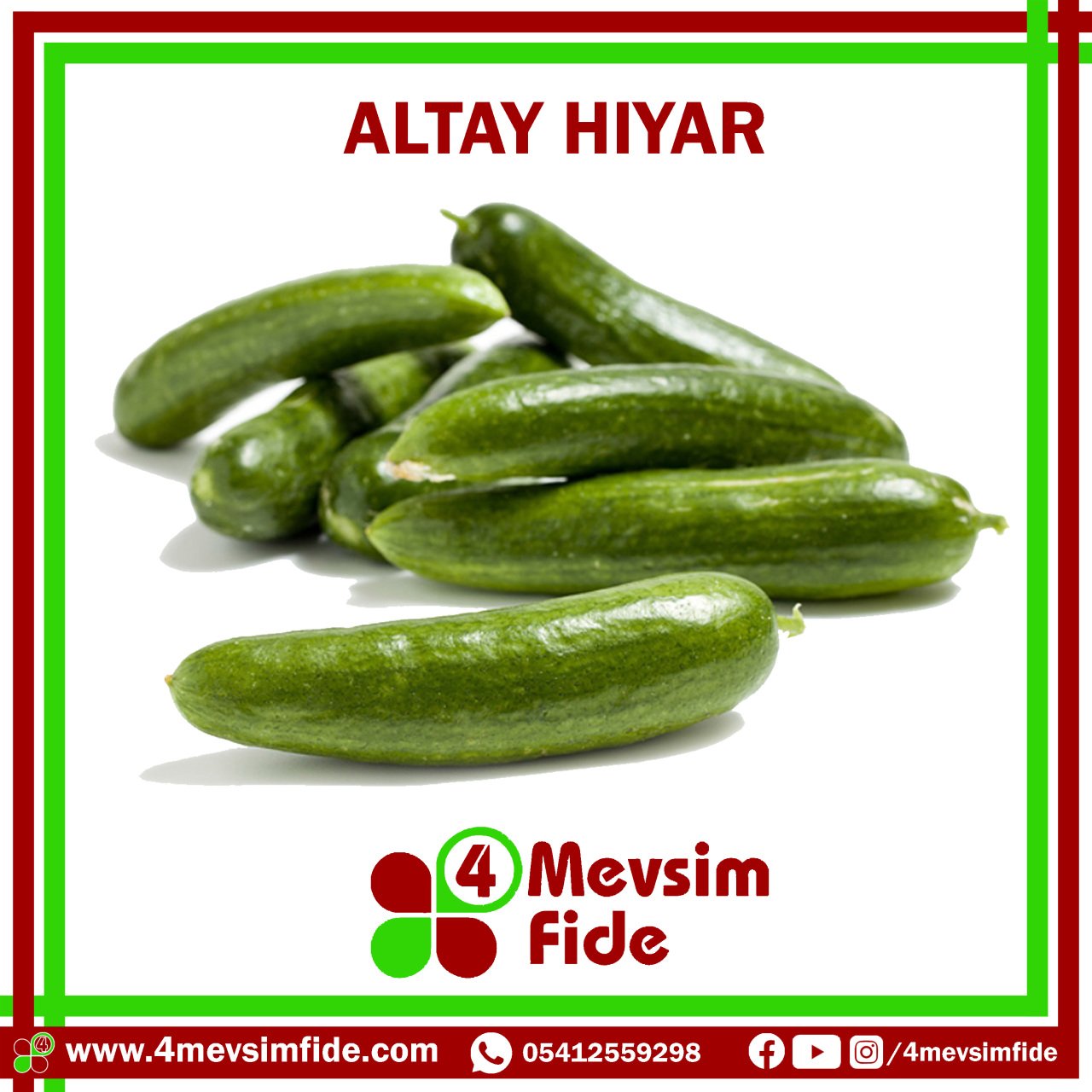 Hobi Hıyar Oturak Altay F1 Hıyar Fidesi