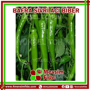 Hobi Biber Sivri Acı Bafra F1 Biber Fidesi