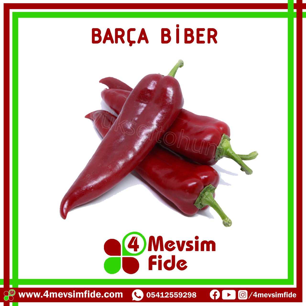 Hobi Biber Kapya Tatlı Barça F1 Fidesi