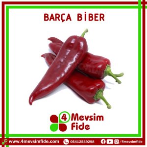 Hobi Biber Kapya Tatlı Barça F1 Fidesi