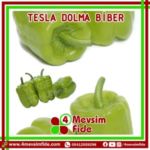 Hobi Biber Dolma Yeşil Tesla F1 Dolma Biber Fidesi