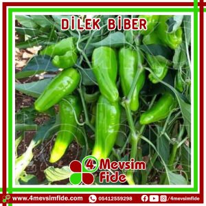 Hobi Biber Üçburun Dilek F1 Biber Fidesi