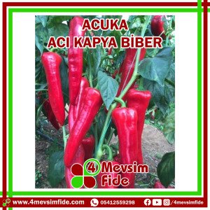 Hobi Biber Kapya Acı Acuka F1 Biber Fidesi