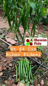 HT 64 Cin Biber Fidesi