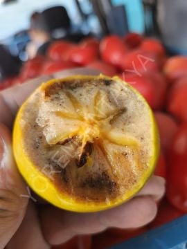 Cennet Hurması 1 Kg