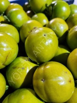Cennet Hurması 1 Kg
