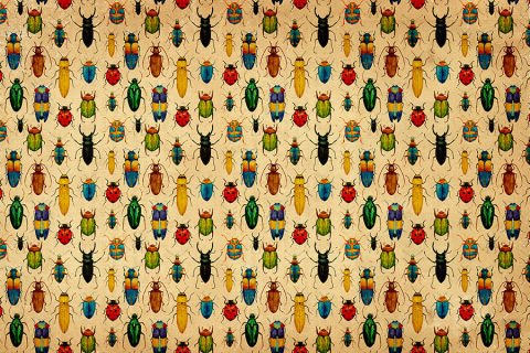 Sevimli Böcekler ve Uğur Böceği Duvar Kağıdı