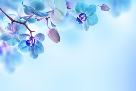 Mavi Orkideler Çiçekli Duvar Kağıdı