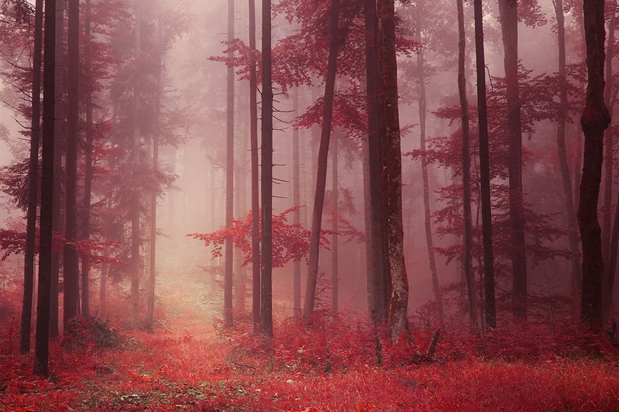 Kızıl Orman Manzaralı Duvar Kağıdı