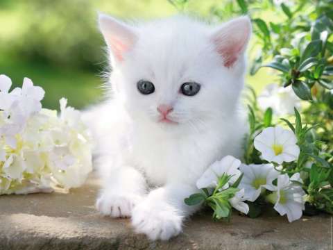 1500p Puz Beyaz Kedi