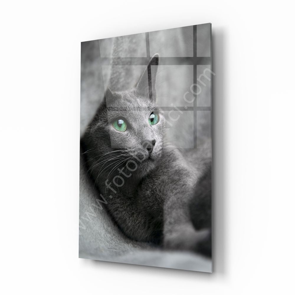 Kedi Cam Tablo