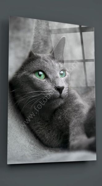 Kedi Cam Tablo