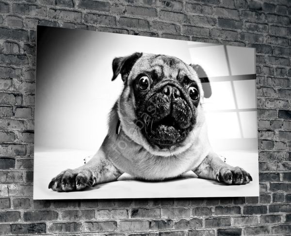 Pug Köpek Cam Tablo No:1043