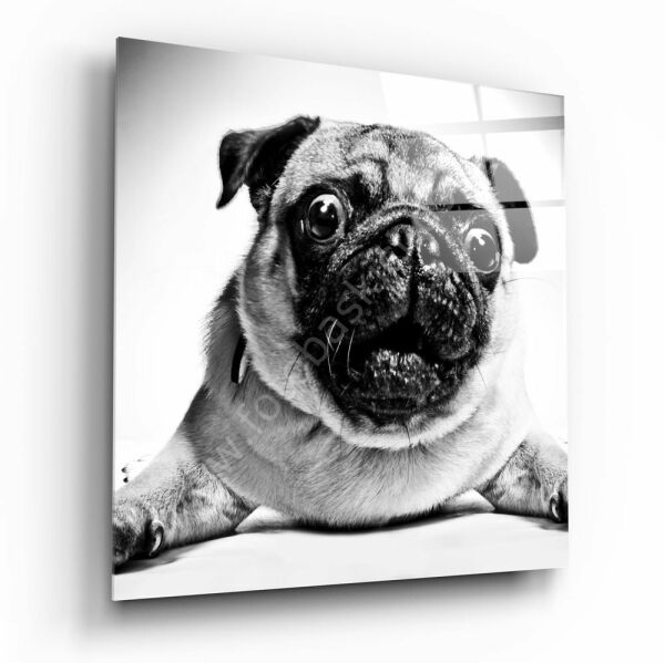 Pug Köpek Cam Tablo No:1043