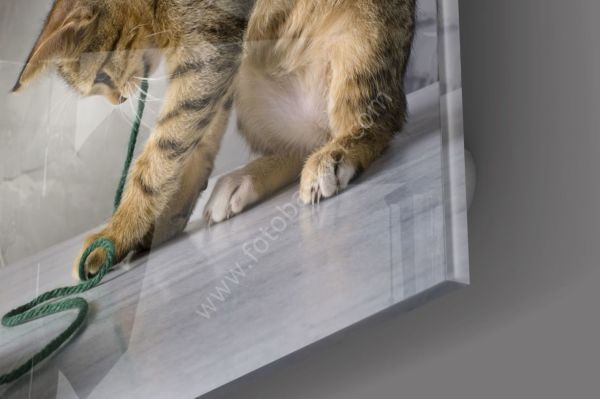 Kedi Cam Tablo No:1103