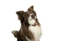 Kiwi Walker Fosforlu Dayanıklı Yüzen Köpek Oyuncağı Mini Top