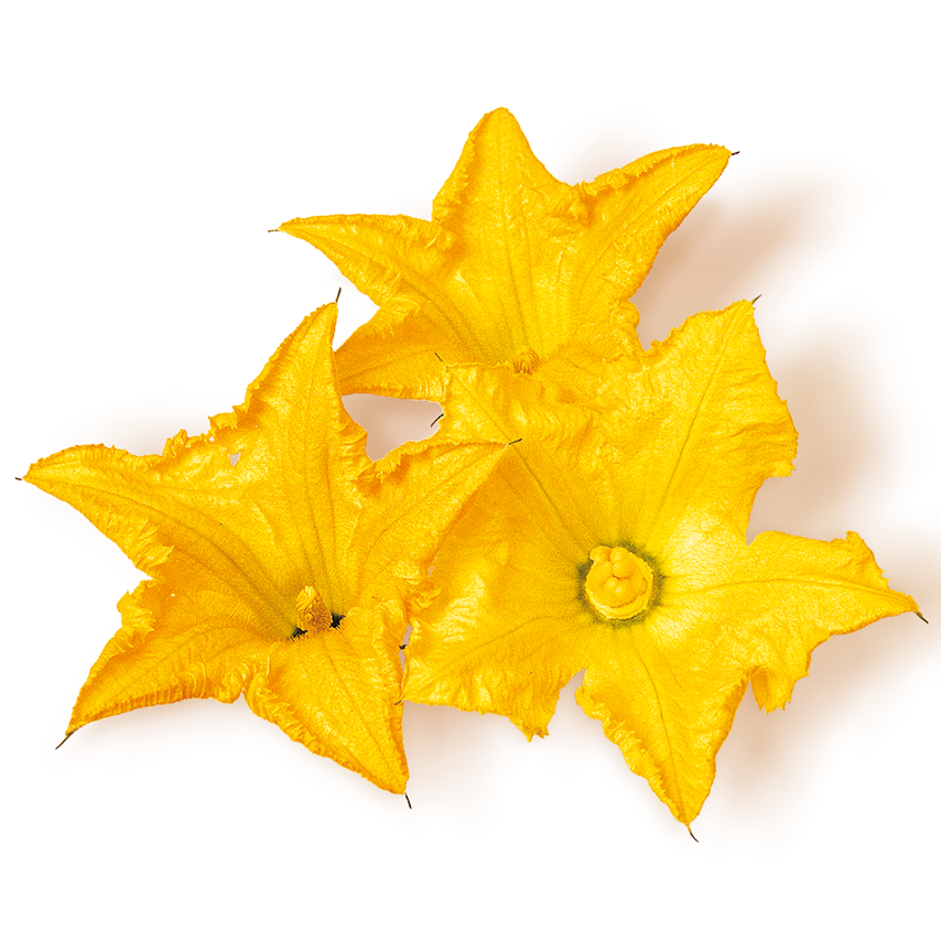 Kabak Çiçeği (Squash Flower)