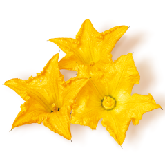 Kabak Çiçeği (Squash Flower)