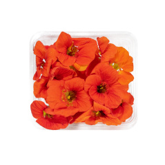 Latin Çiçeği (Latin Flower)