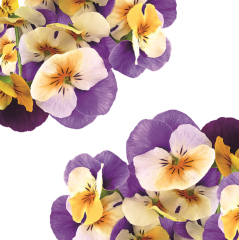 Menekşe Çiçeği (Cornabria Blossom)