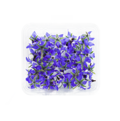 Mor Viola (Viola Flower)
