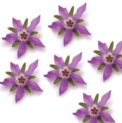 Mor Viola (Viola Flower)
