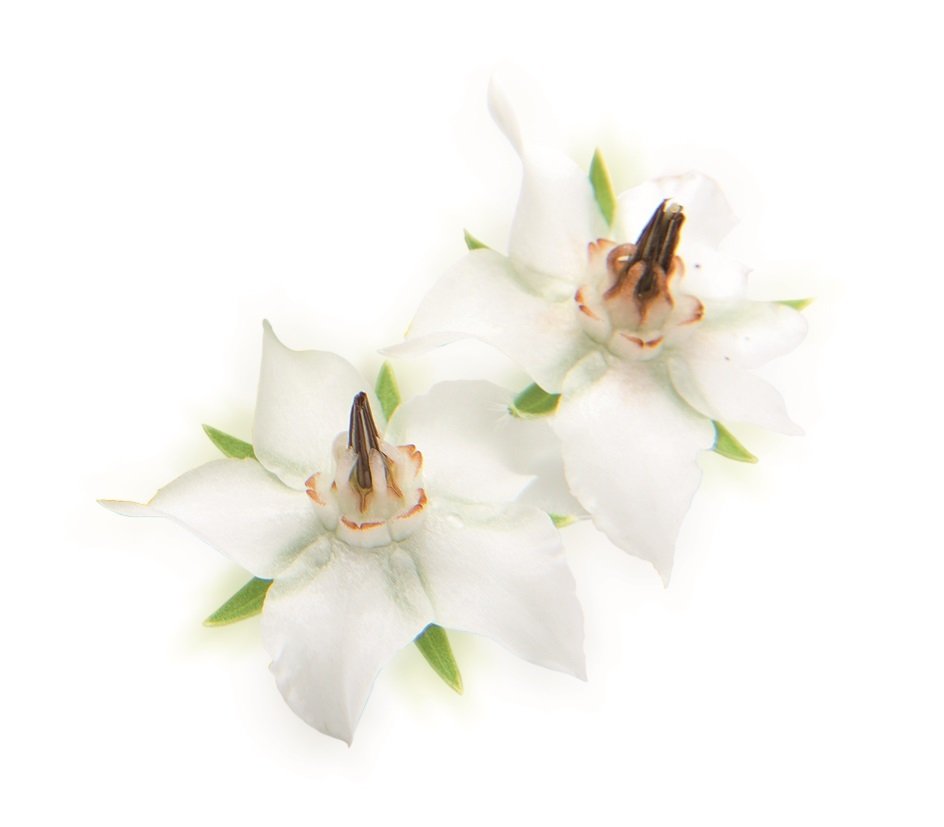 Beyaz Viola (White Viola Flower)
