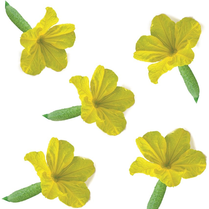 Hıyar Çiçeği (Cucumber Flower)