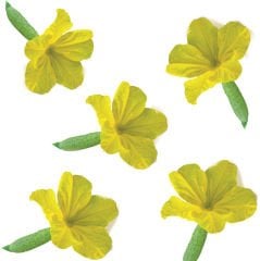 Hıyar Çiçeği (Cucumber Flower)