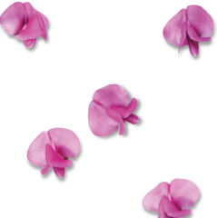 Fasulye Çiçeği (Bean Blossom)