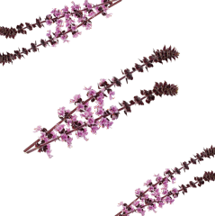 Fesleğen Çiçeği (Zallotti Blossom)