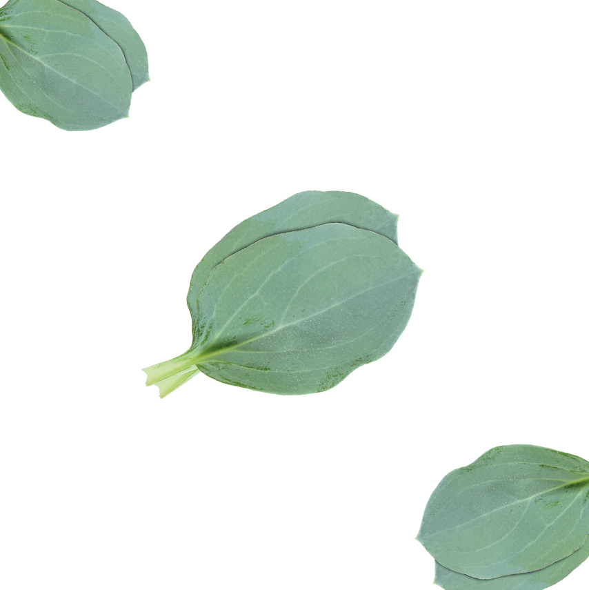 İstridye Yaprağı (Oyster Leaves)