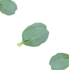 İstridye Yaprağı (Oyster Leaves)