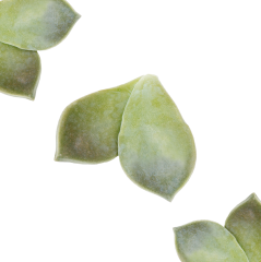 Deniz Yaprağı (Majii Leaves)