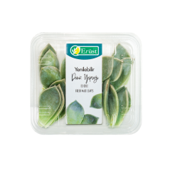 Deniz Yaprağı (Majii Leaves)