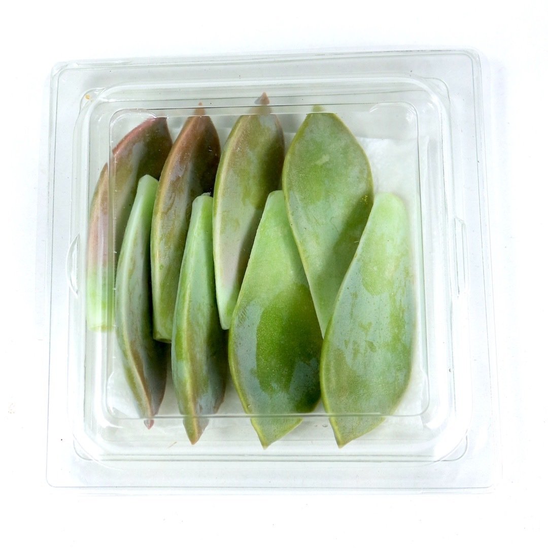 Deniz Yaprağı (Majii Leaves)