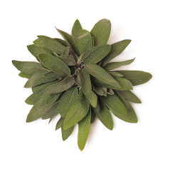 Adaçayı (Sage)