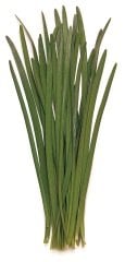 Biçme Sarımsak (Garlic Chives)