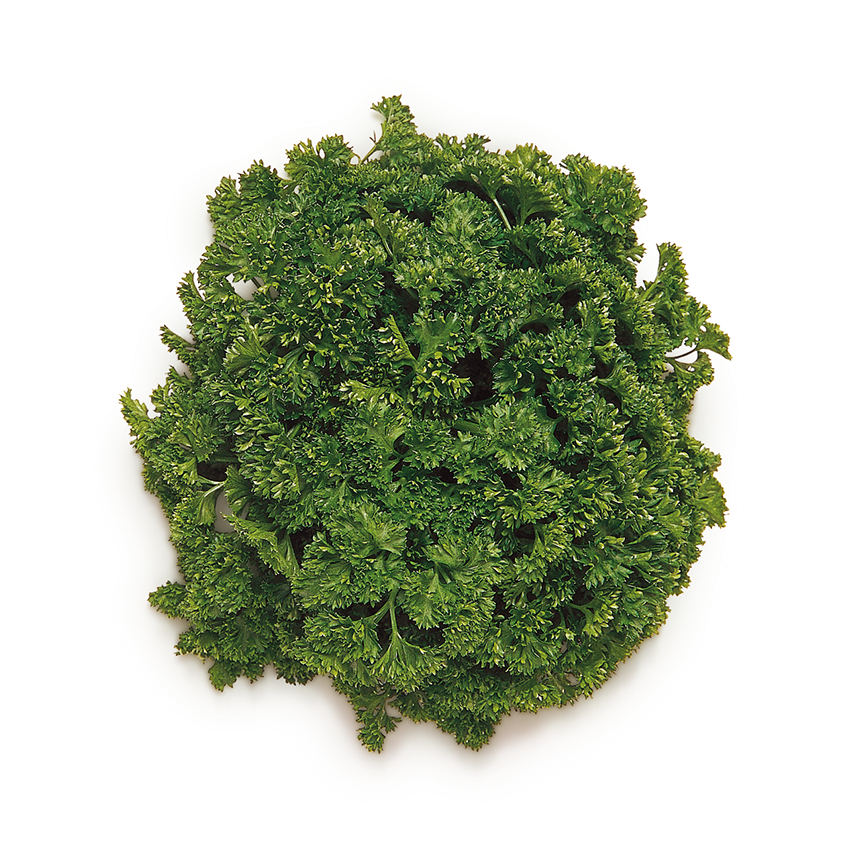 Frenk Maydanozu (Curled Parsley)