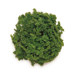Frenk Maydanozu (Curled Parsley)