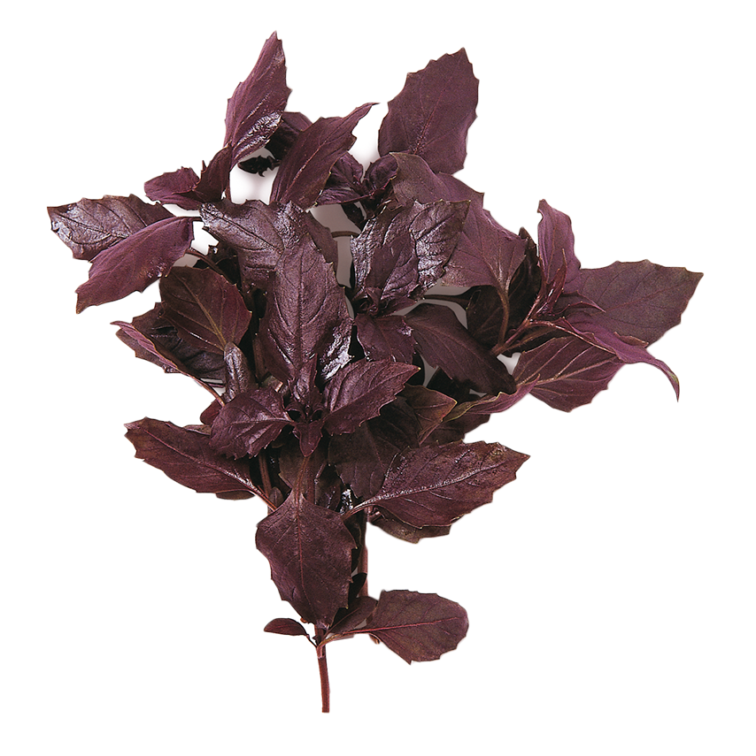 Kırmızı Fesleğen (Red Basil)