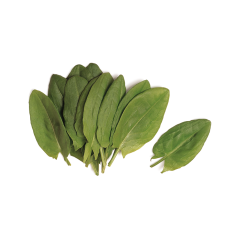 Kuzu Kulağı (Sorrel)