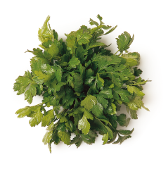 Kişniş (Coriander)