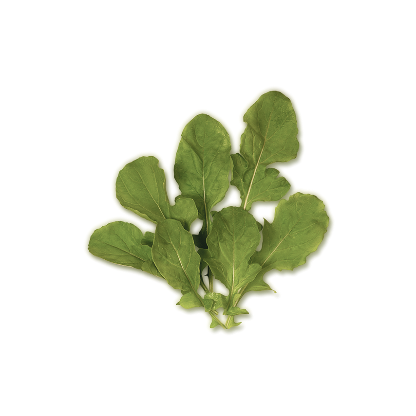 Mini Roka (Baby Aragula)