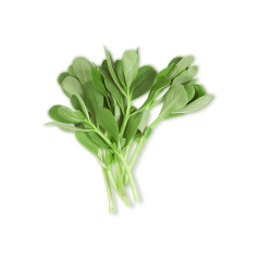 Semizotu (Purslane)
