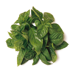 Fesleğen (Basil)